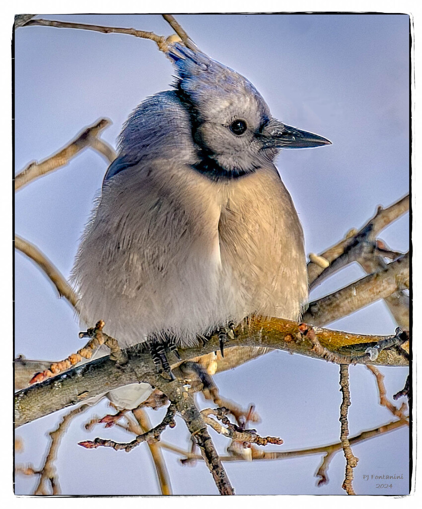 Fluffed Up Blue Jay by bluemoon