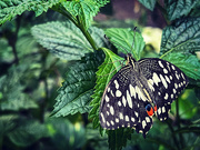 16th Jan 2024 - Swallowtail Butterfly