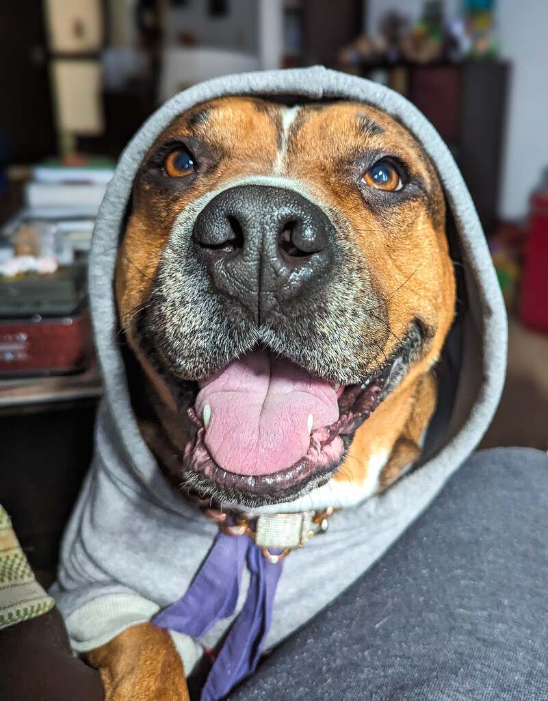 Lola hooded sweatshirt  by quasi_virtuoso