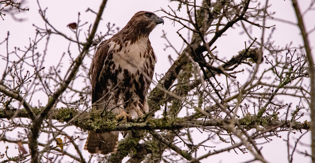Red Tailed Hawk! by rickster549