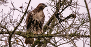 16th Jan 2024 - Red Tailed Hawk!