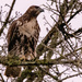 Red Tailed Hawk! by rickster549