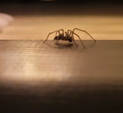 16th Jan 2024 - The Itsy Bitsy spider 