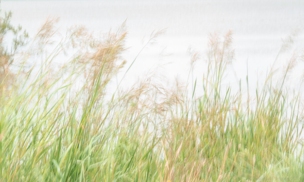 High Key ICM Grasses - Breaking the Rules by nickspicsnz