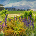 Plants and vineyards by ludwigsdiana