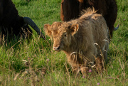 16th Jan 2024 - Highland Coo Calf