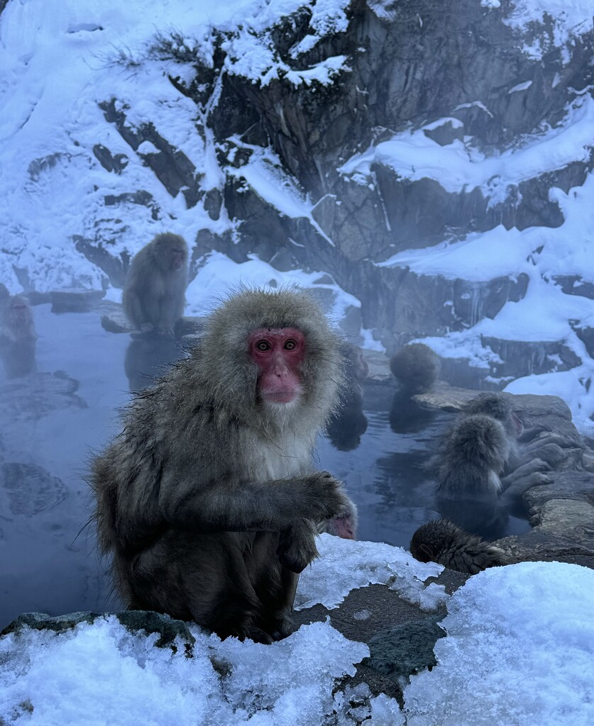 Snow Monkey by eviehill