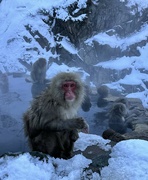 17th Jan 2024 - Snow Monkey