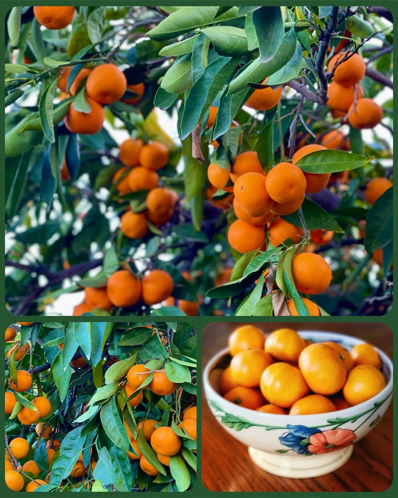 Citrus Fruit  by gardenfolk