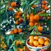 Citrus Fruit  by gardenfolk