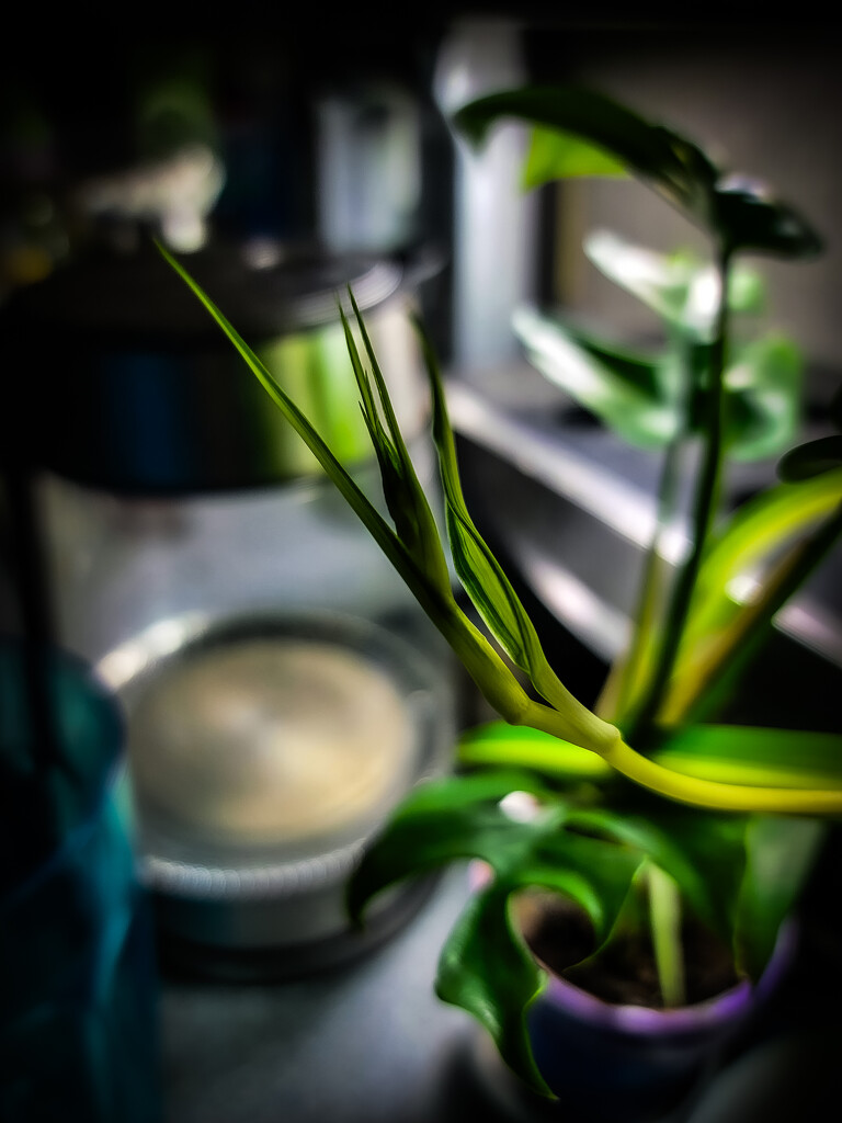 Runner on a spider plant by purlsnaps