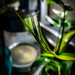 Runner on a spider plant by purlsnaps