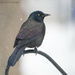 Cold grackle by mccarth1