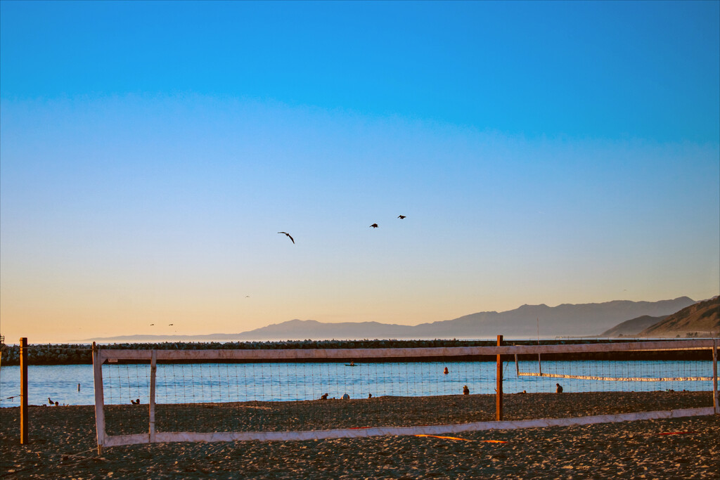 California Brown Pelican by 365projectorgchristine