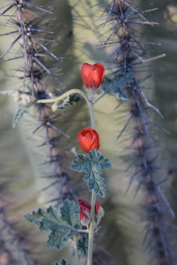 1 16 Globemallow and Saguaro by sandlily