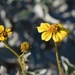 1 16 Brittlebush flowers by sandlily