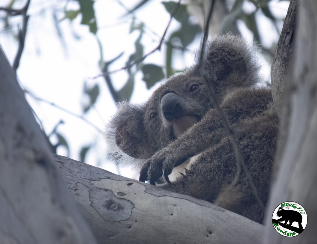 best vantage point by koalagardens