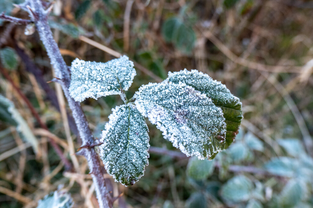 Morning Frosts....... by susie1205