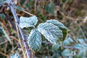 16th Jan 2024 - Morning Frosts.......