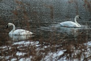 16th Jan 2024 - Winter Swans