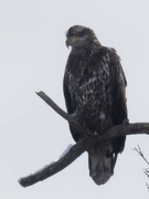 17th Jan 2024 - Bald eagle 