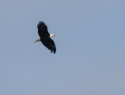 17th Jan 2024 - eagle in flight