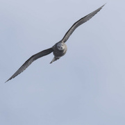 17th Jan 2024 - herring gull 