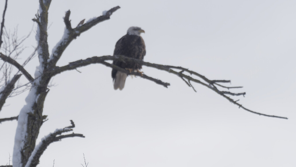 bald eagle on a branch by rminer