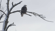 17th Jan 2024 - bald eagle on a branch
