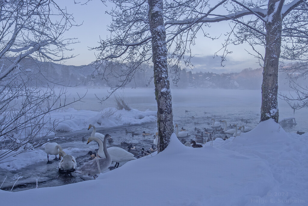 Swans and ducks and -10C by helstor365