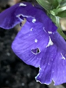 17th Jan 2024 - Pansy Flower