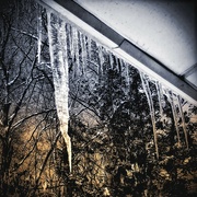 17th Jan 2024 - Icicle