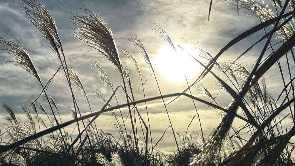 Grasses by carole_sandford