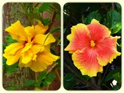 18th Jan 2024 - Two Lovely Hibiscus ~ 