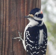 8th Dec 2023 - Hairy Woodpecker