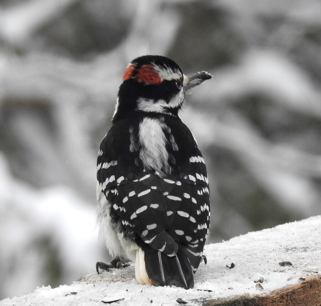 Hairy Woodpecker by sunnygreenwood