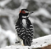 9th Dec 2023 - Hairy Woodpecker