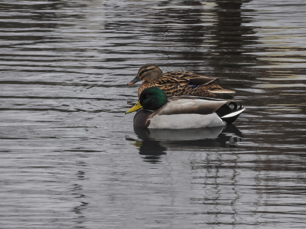 Mr & Mrs Mallard by tiaj1402