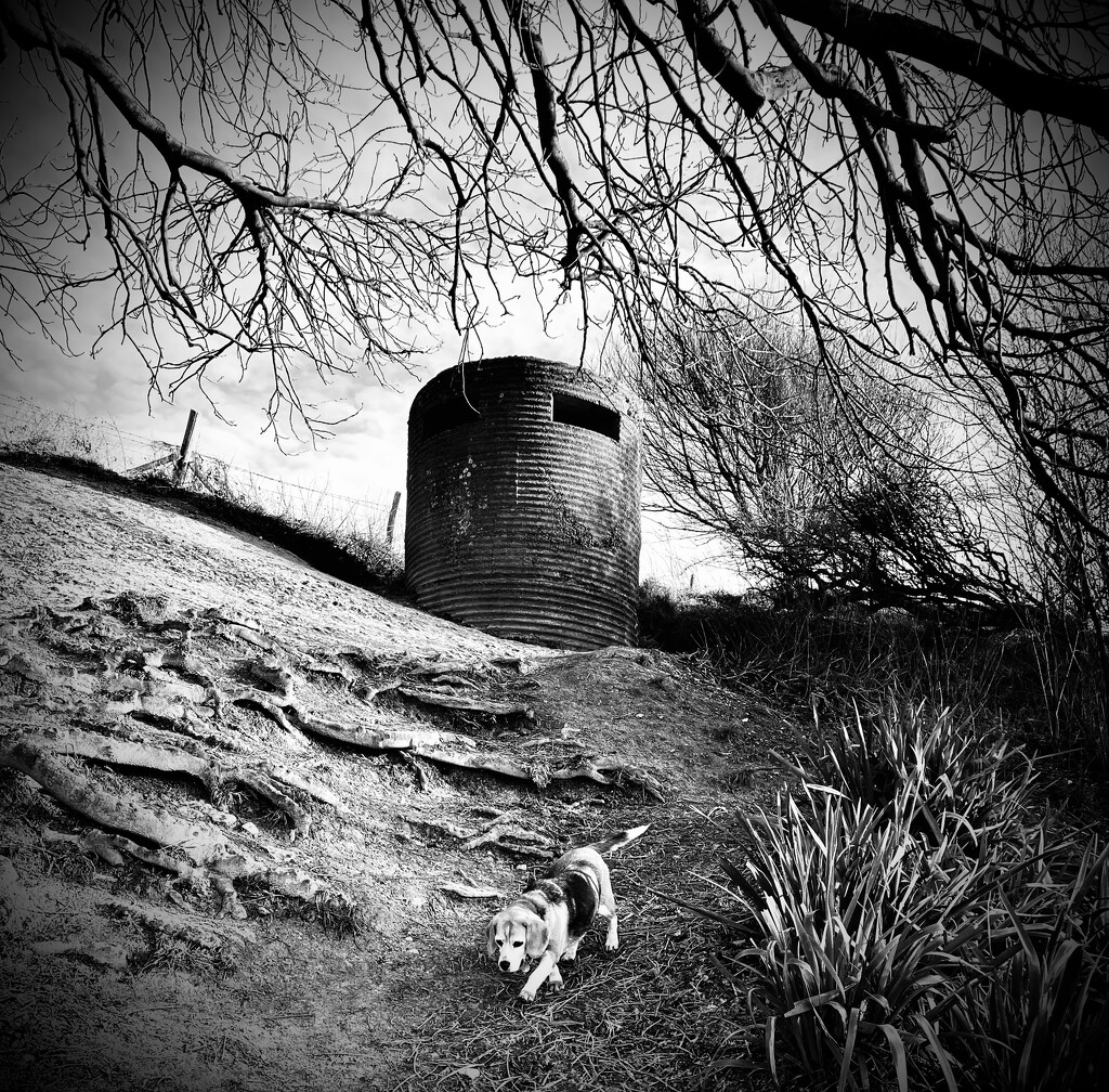 The bunker & the curious dog.  by kitkat365