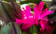 17th Jan 2024 - Fuschia Cactus Flower