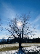 17th Jan 2024 - Sunny willow tree
