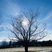 Sunny willow tree by mtb24