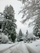 17th Jan 2024 - Snowy Drive