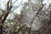 17th Jan 2024 - 017- O What a Tangled Web We Weave