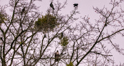 17th Jan 2024 - The Crows and The Red Tailed Hawk!
