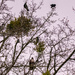 The Crows and The Red Tailed Hawk! by rickster549