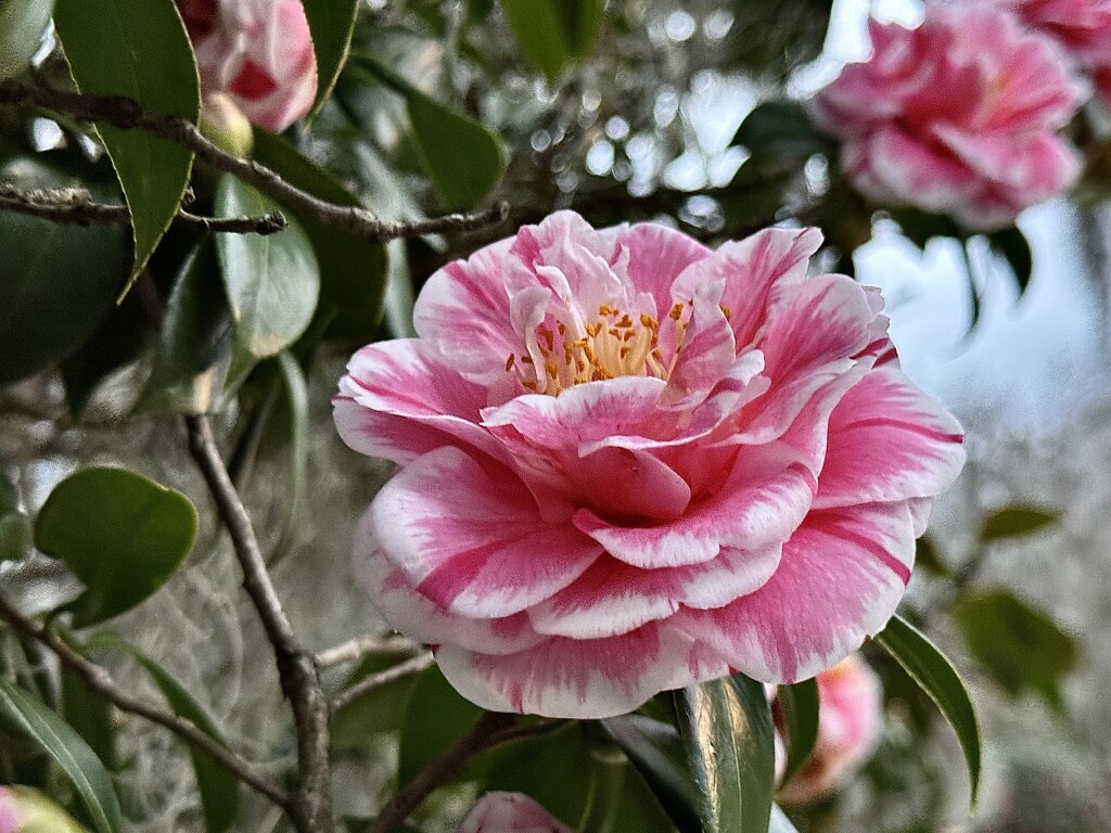 The camellias have been stunning this winter.  Not sure I’ve ever seen such beauty in these cold weather flowers!   by congaree