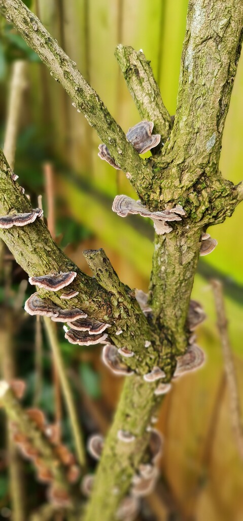 Fungi Frills  by shine365