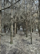 17th Jan 2024 - Walking at woods. 