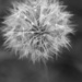dandelion by wenbow